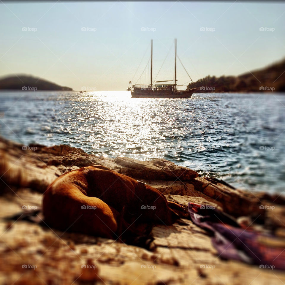 sunset dog croatia sailing by balzinho