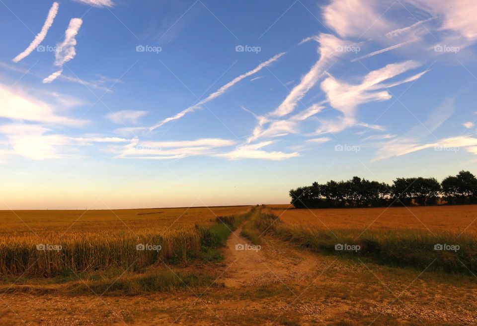 golden landscape