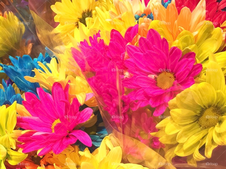 Colorful flowers 