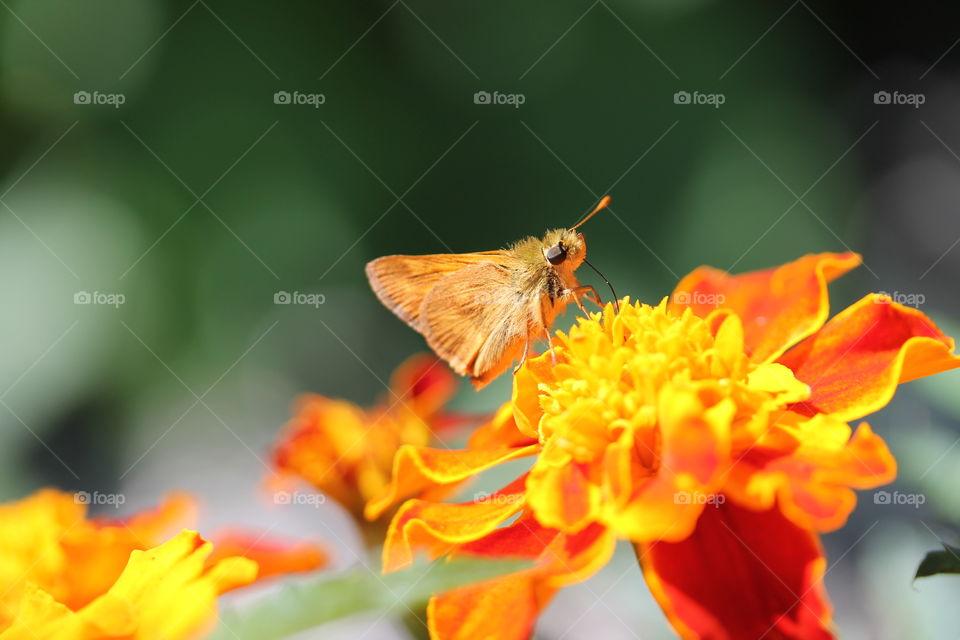 Close-up of moth on flower