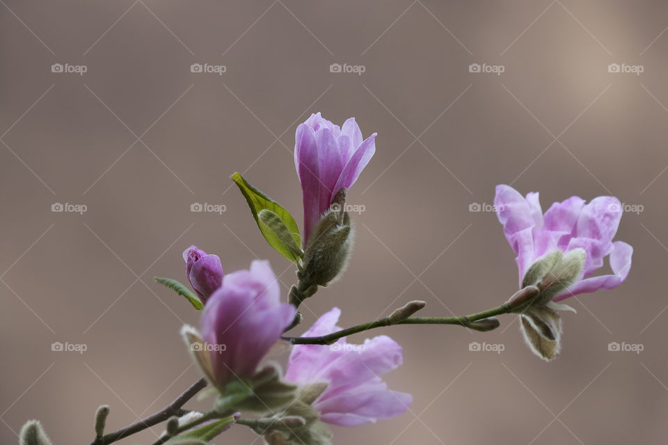 Pink magnolia