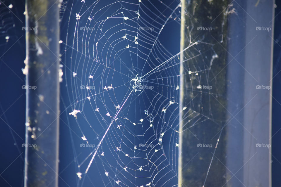 Spiderweb, Spider, Cobweb, Trap, Dew
