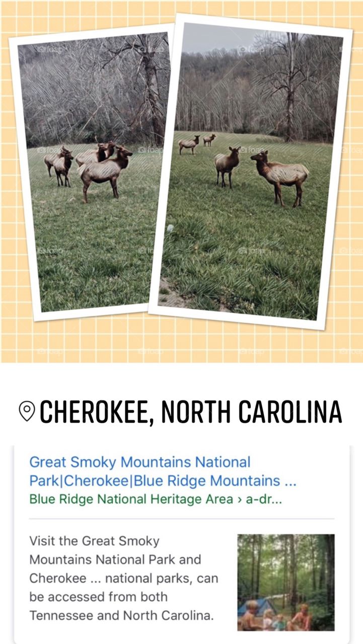 Elks, Cherokee, North Carolina 
