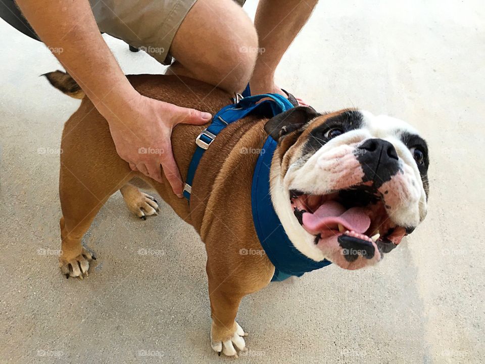 Adorable Bulldog with a wide happy smile.