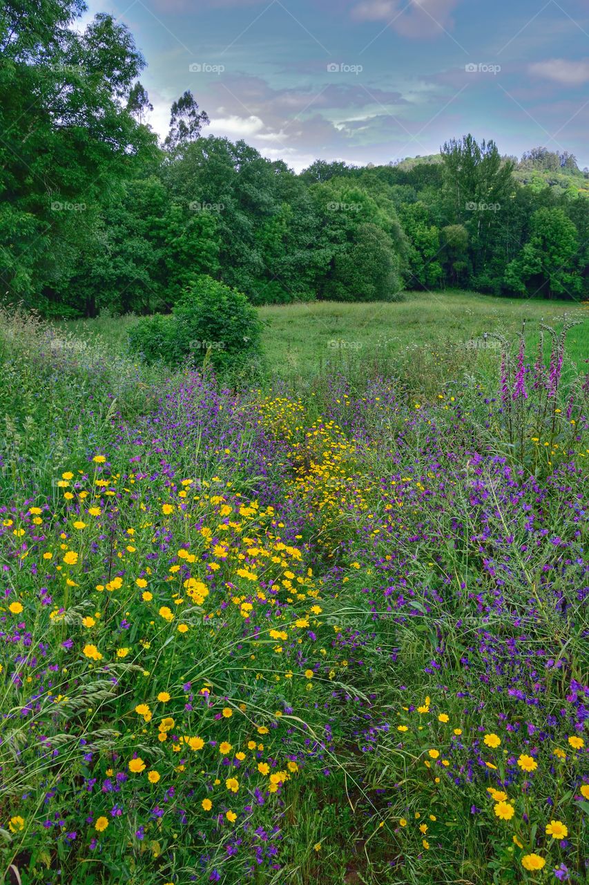 Overgrown path