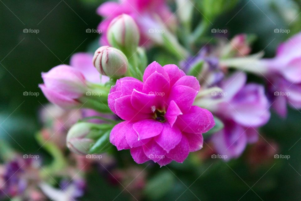 Beauty of Nature, Pink Beautiful Flower 