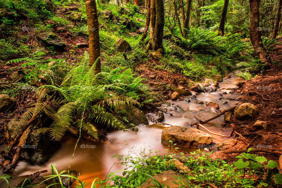 forest area with a stream running makes for a nice and calm scene