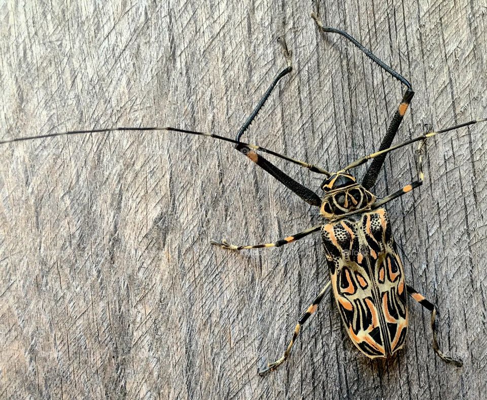 Harlequin beetle.