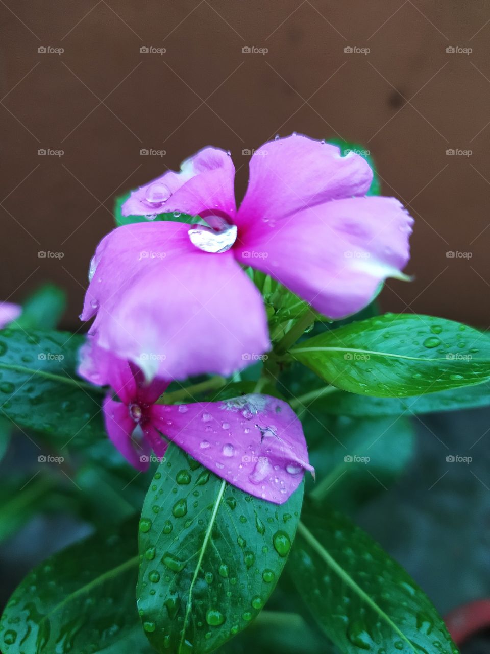Fresh raindrops resting on the petals and leaves this morning