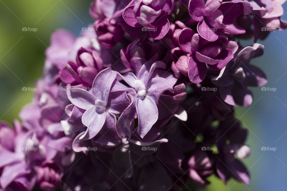 spring branch of blossoming lilac . magic of purple color !