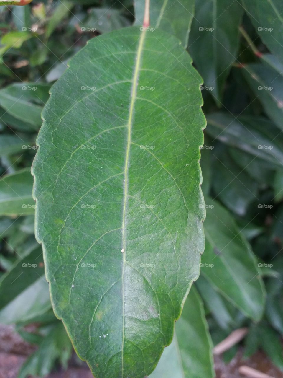 Leaf, Flora, Nature, No Person, Growth