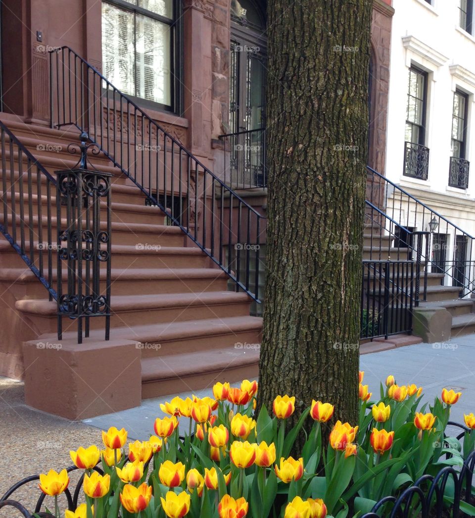 Manhattan in Spring. Taken on April 22, 2015 on 92nd St. between Park and Madison Avenues.