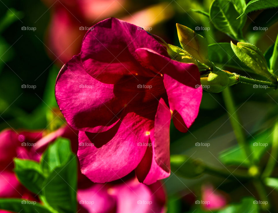 allamanda petals  - closeup