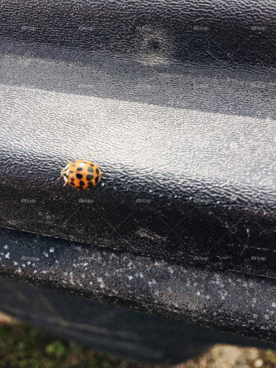 Ladybug 