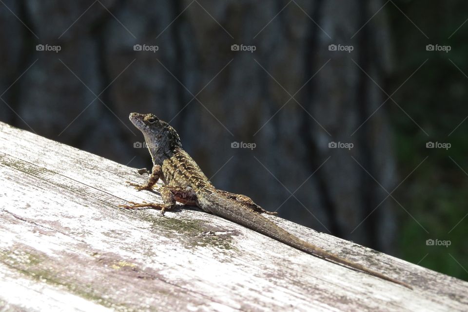 Basking anole