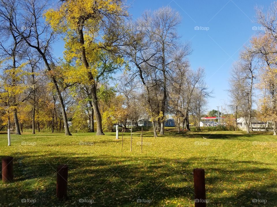 Tree, Fall, Landscape, Season, Park