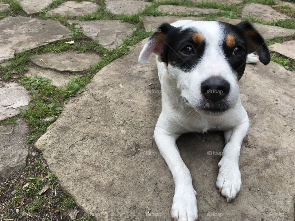 Closeup of cute Jack Russell Terrier Dog with black and white floppy ears on natural stone patio looking ahead curious and alert in summer time 