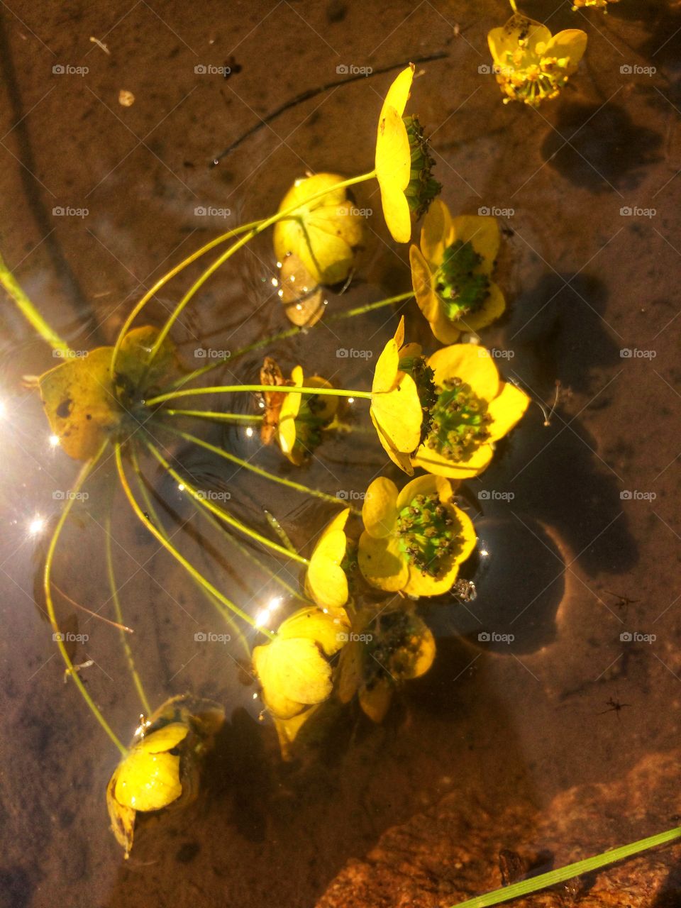 Yellow flowers summer lake 