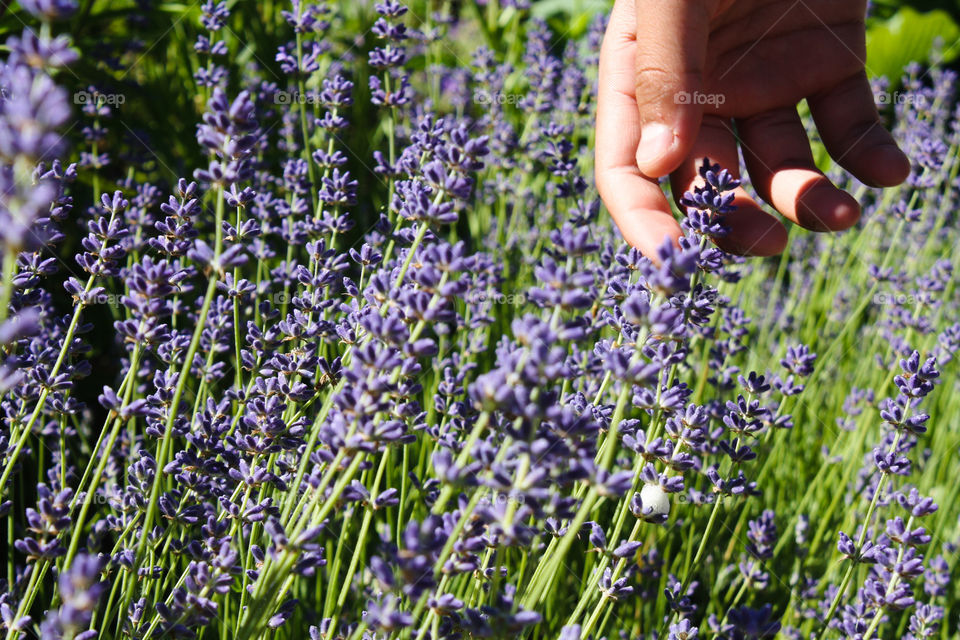 Visiting lavender farm