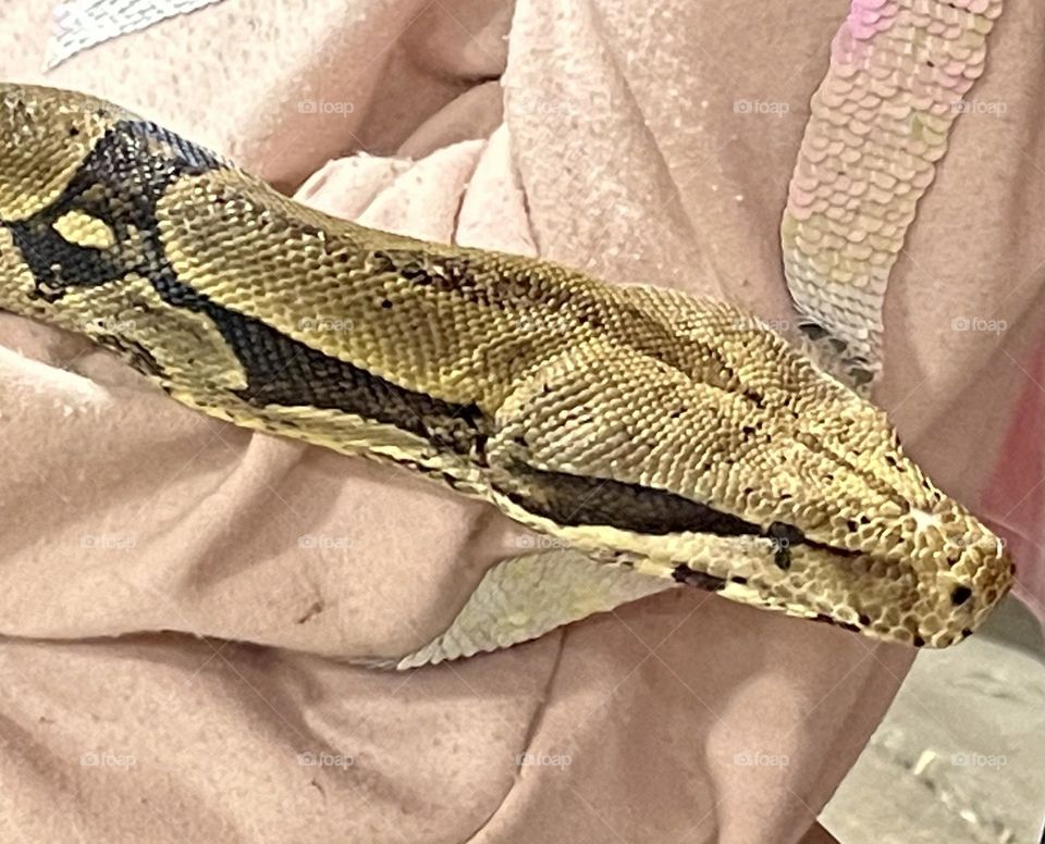 This girls sweater is a baby pink, for this mission, holding on to a brown/tan coloured python snake, taken with my iPhone 12.