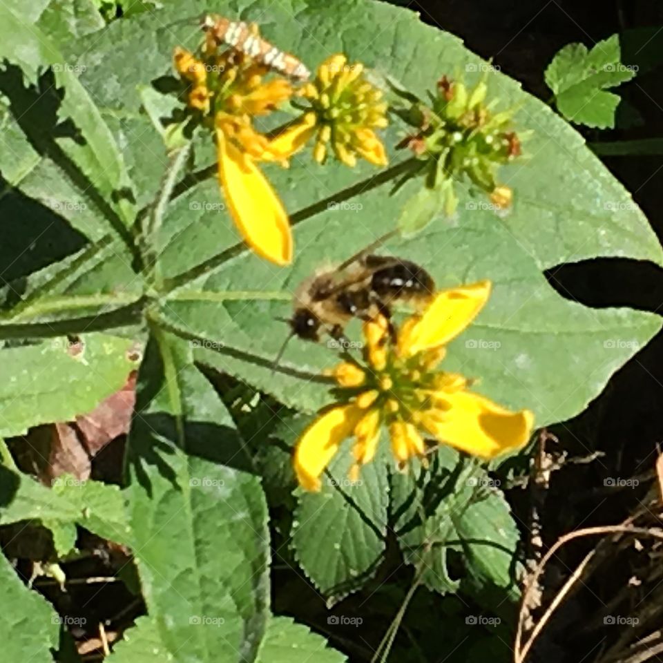 Buddy the bumblebee. 