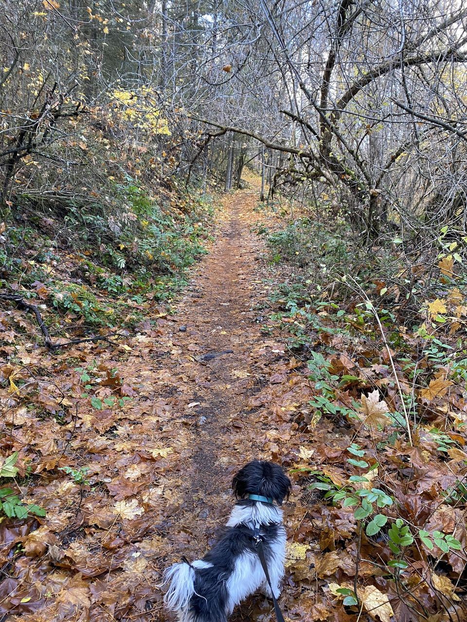 Walk through the woods