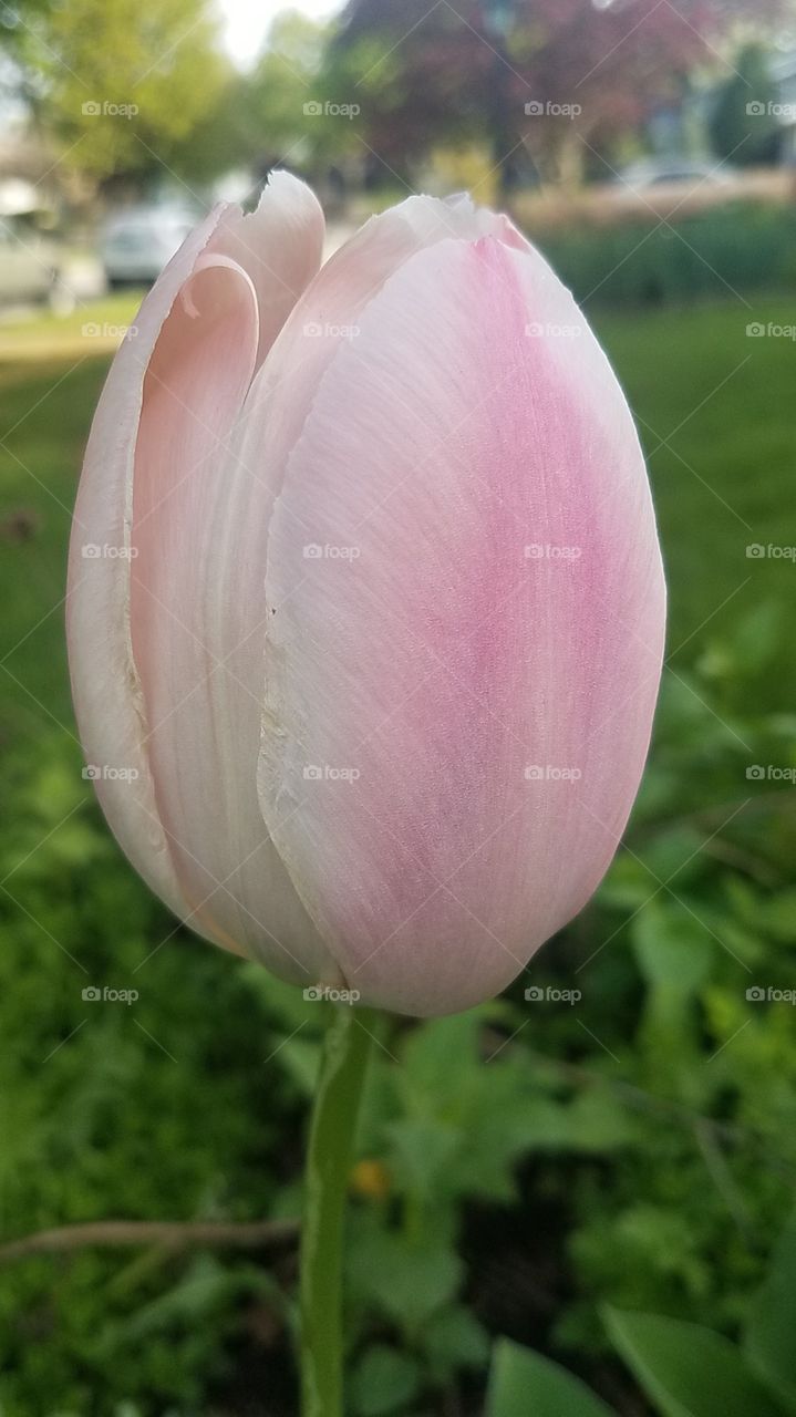 Tulip