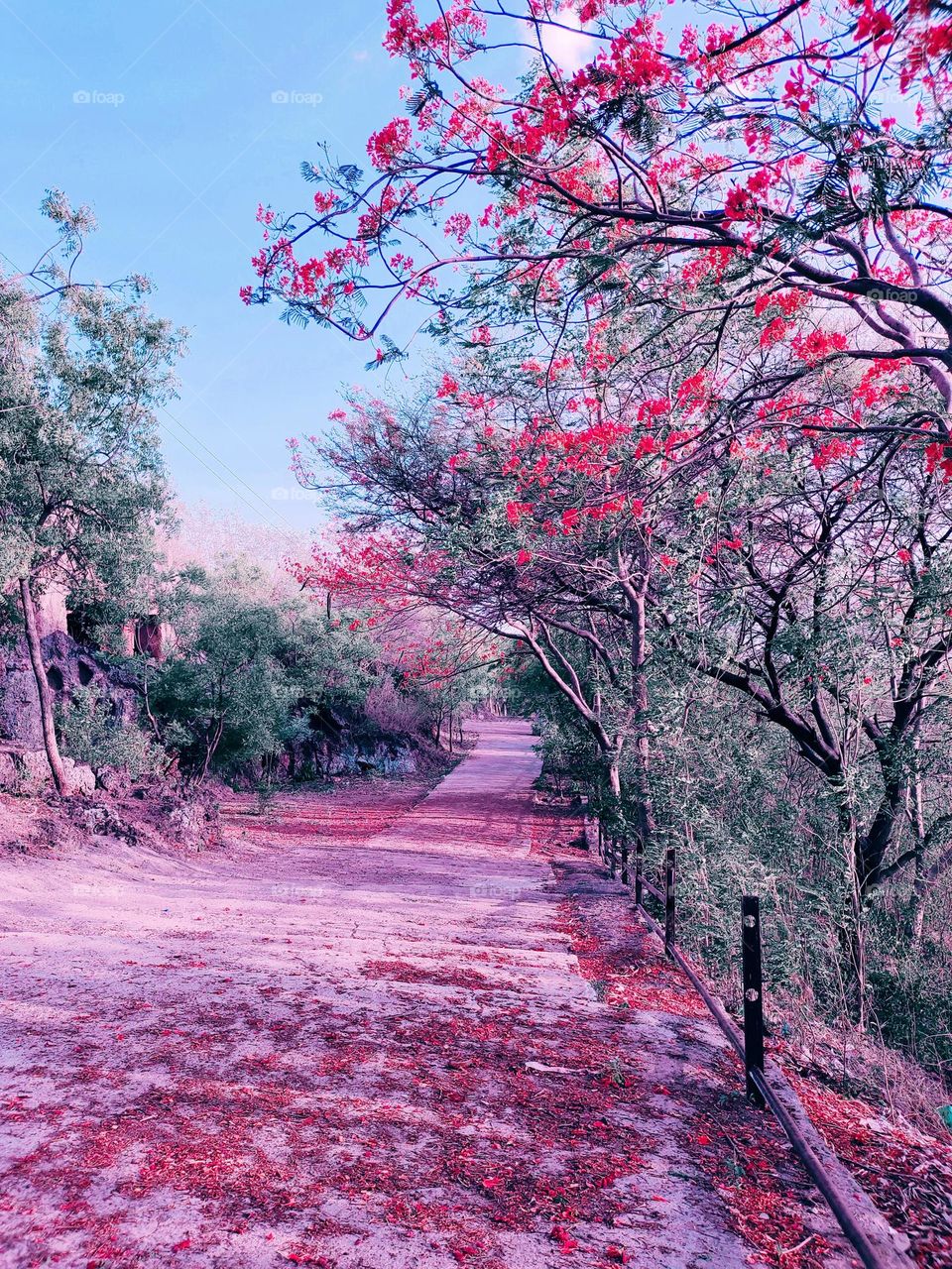 Flower blossom color rot