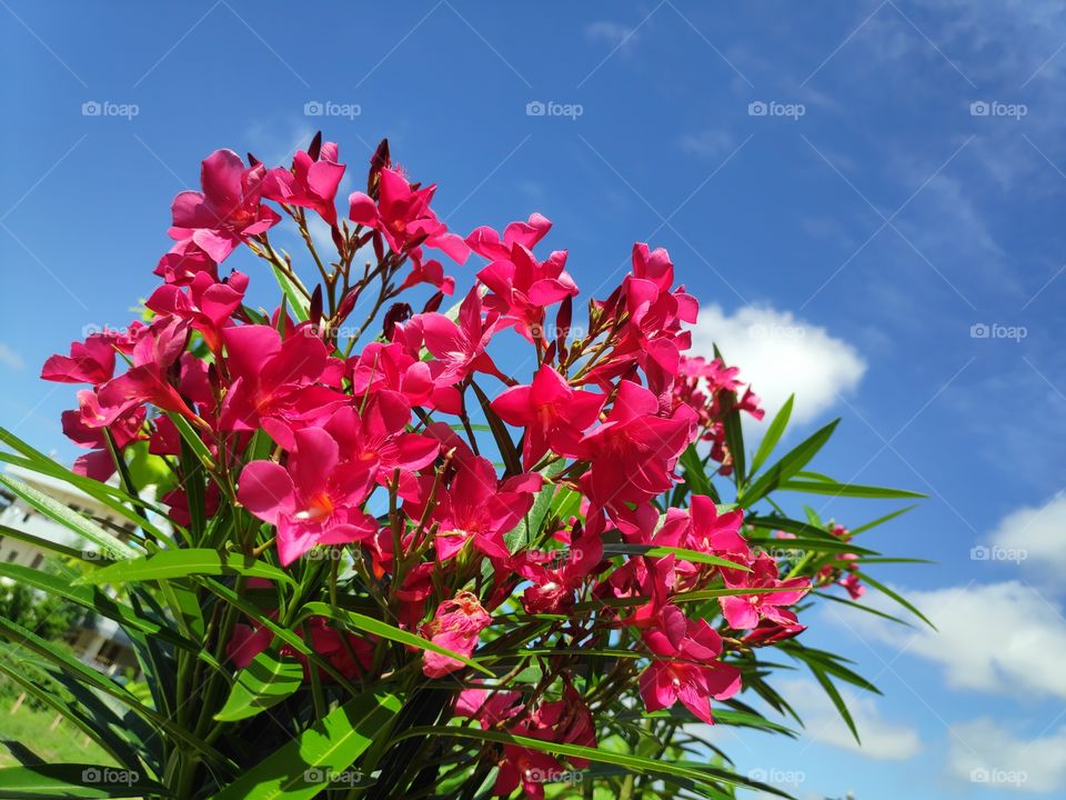 a image of Oleander plant