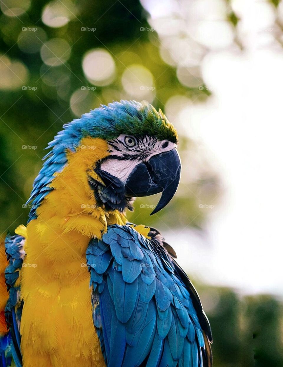 In this photo you can see a beautiful and colorful parrot 🦜