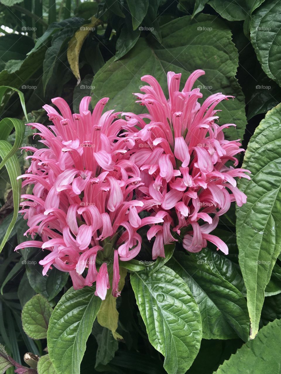 Tropical flowers in park