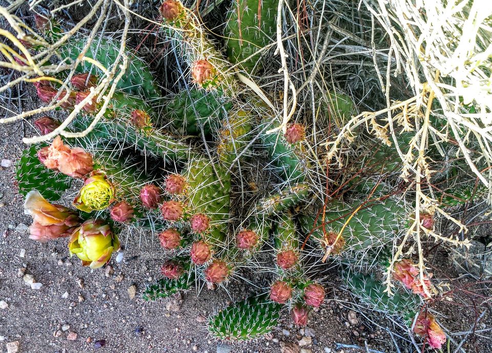 Colorado cactus