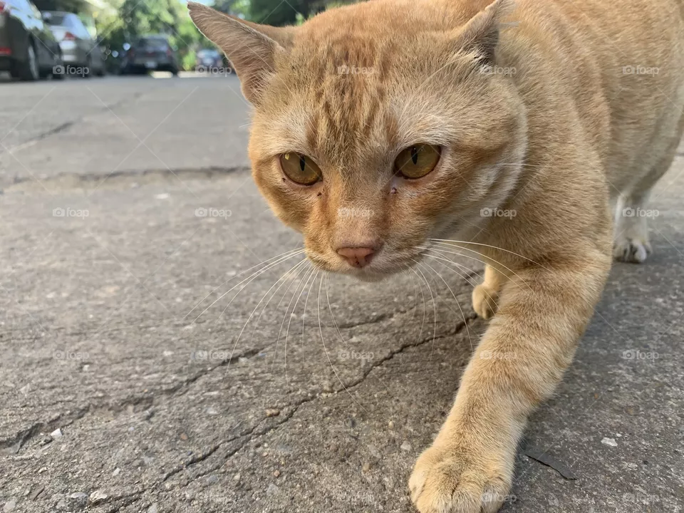 A cat said What do you want from me human