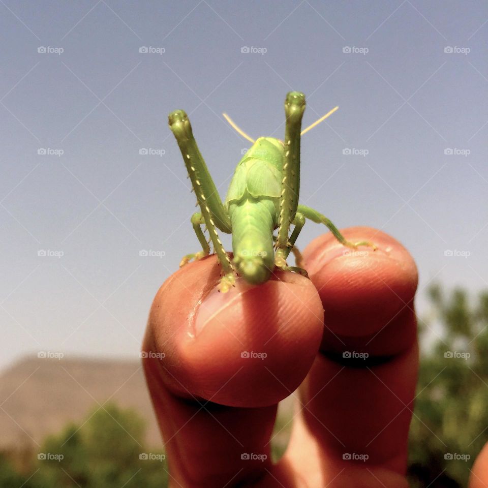 green grasshopper