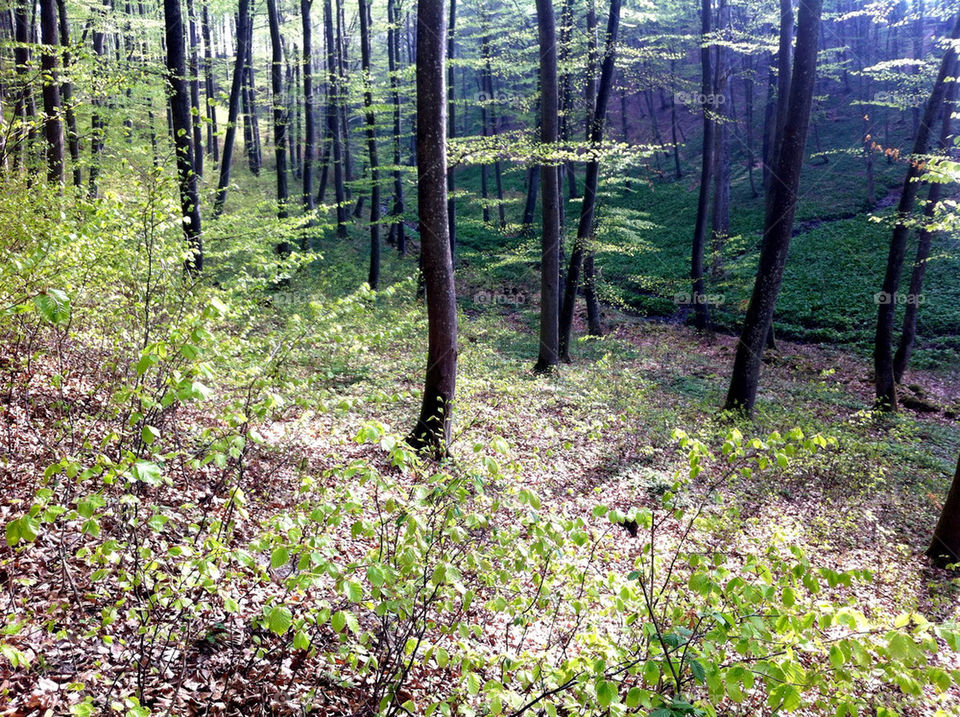 Beech forest in leafing time