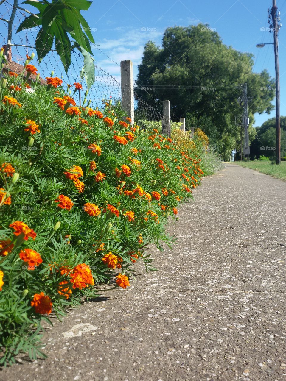 Flowers near fence with footpath