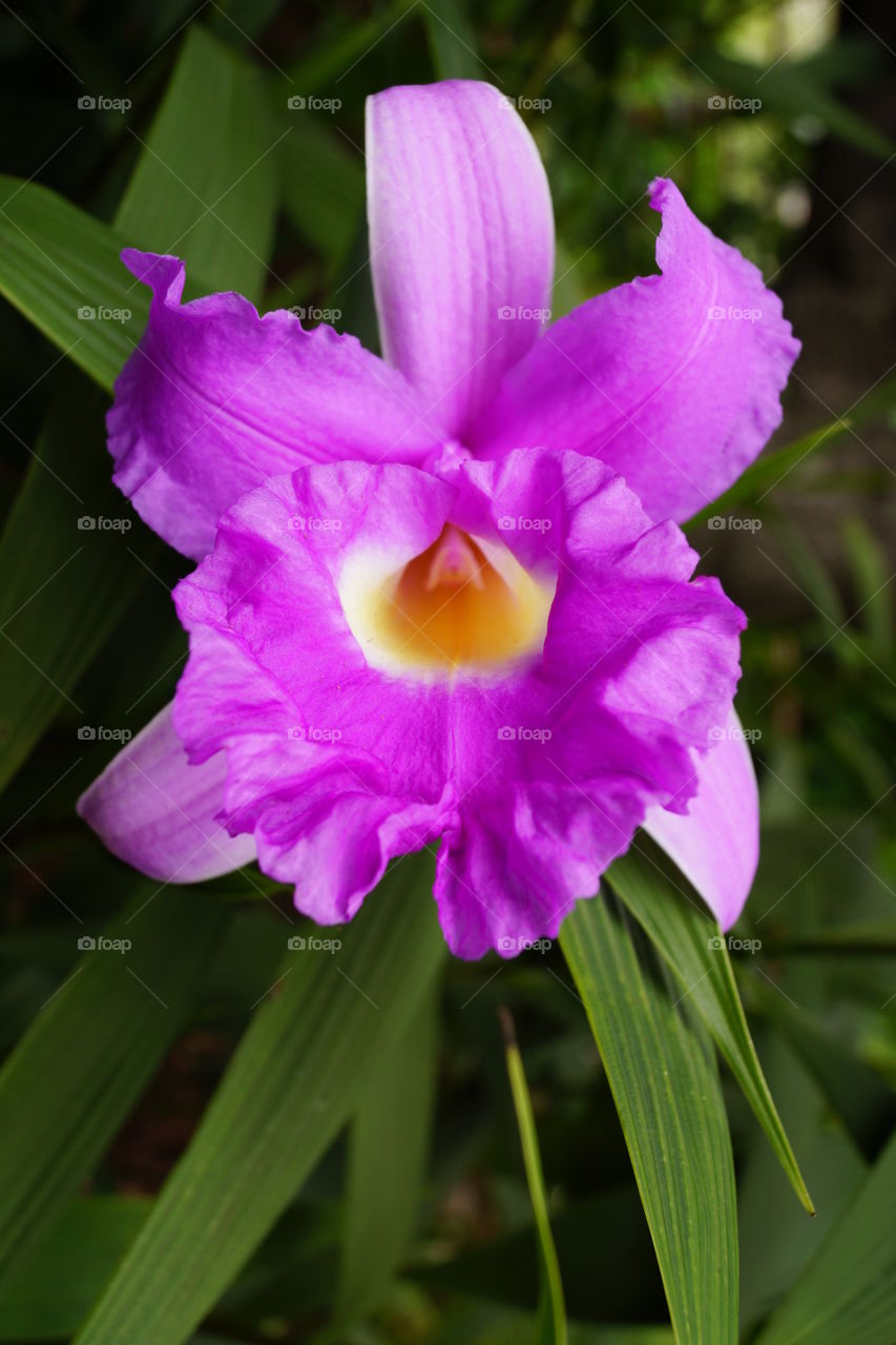 Sobralia macrantha, une orchidée terrestre.  