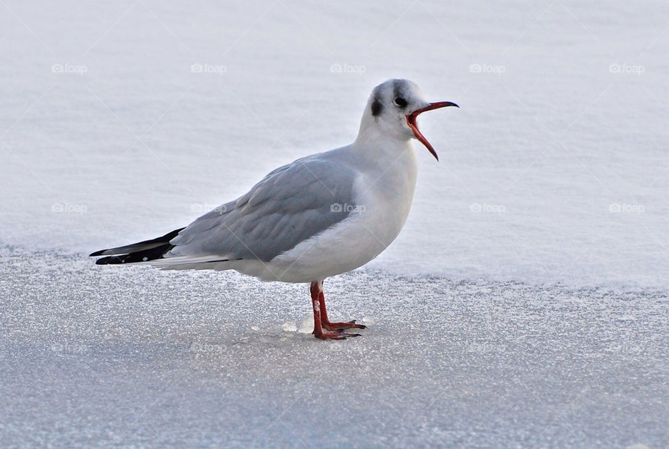 snow winter lake bird by gp56