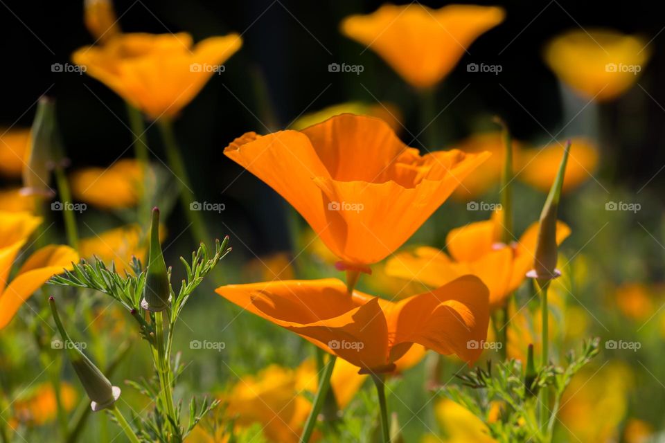 Beautiful orange colored flower field in sunlight 