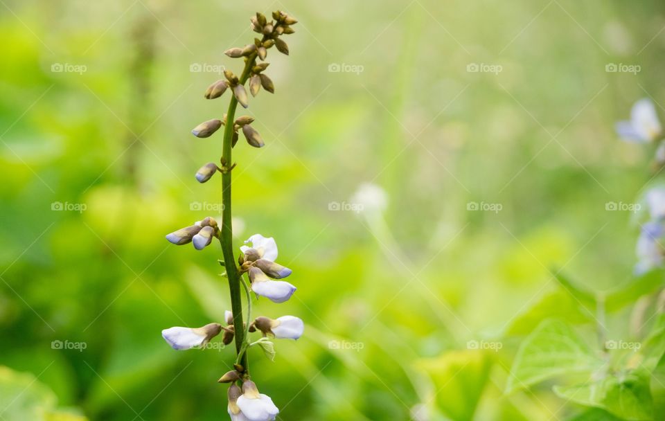 string beans flower