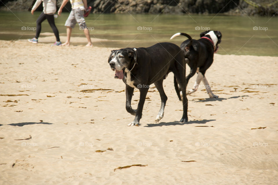 Dogs on Beach. Dogs on Beach in Crantock
