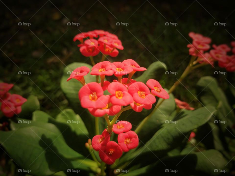 Red flower and green branches of euphorbia milli plant