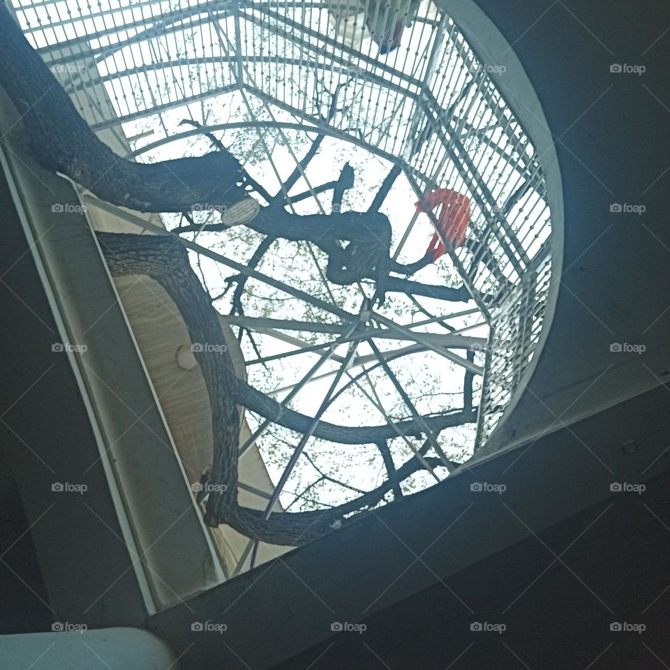 In Holi, where this tree is worshiped and the moral of the tree is being taught to all those who came here. it's in karnataka. Peaceful place.