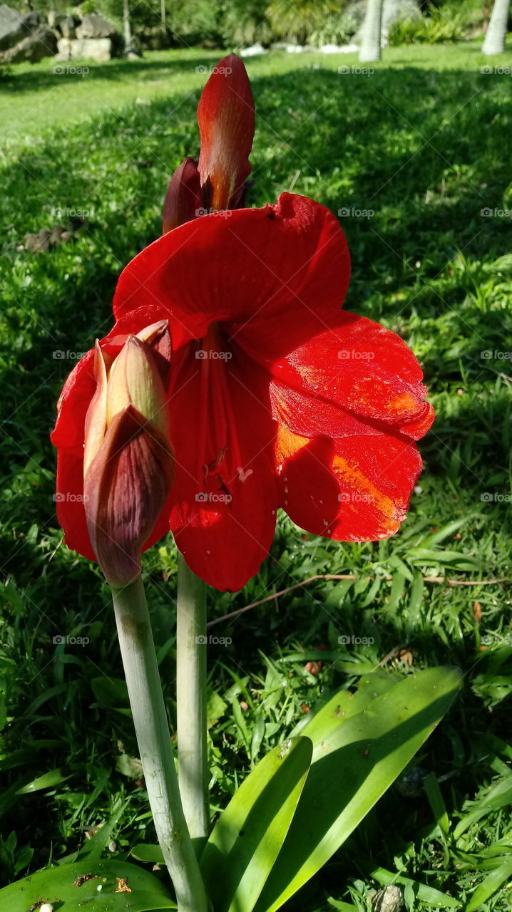 자연, 자연, 자연, 식물, 조경, 환경, 정원, 꽃 Hippeastrum papilio (Ravenna).