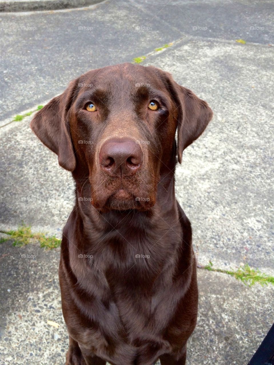 Close-up of a brown dog looking away