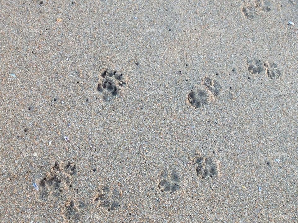 Paw prints in the Sand