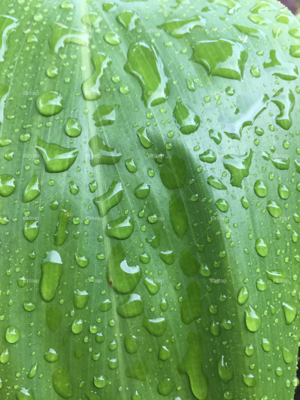 Raindrops on ti leaf