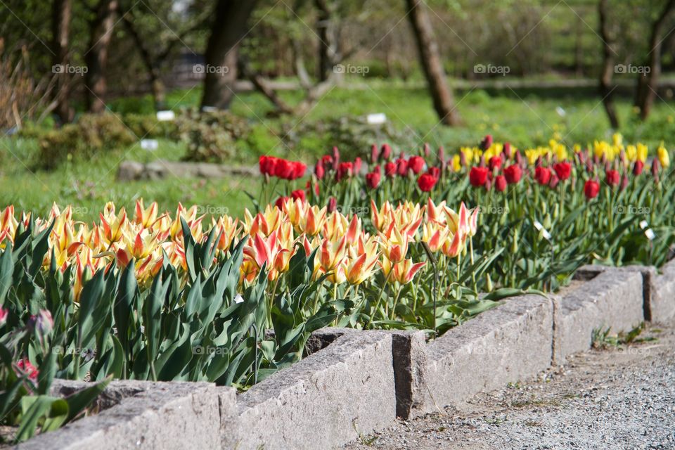 Tulips . Tulips 