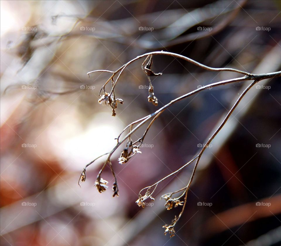 dried weeds in autumn; like waves.