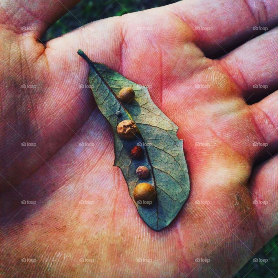 6 galls on one oak leaf